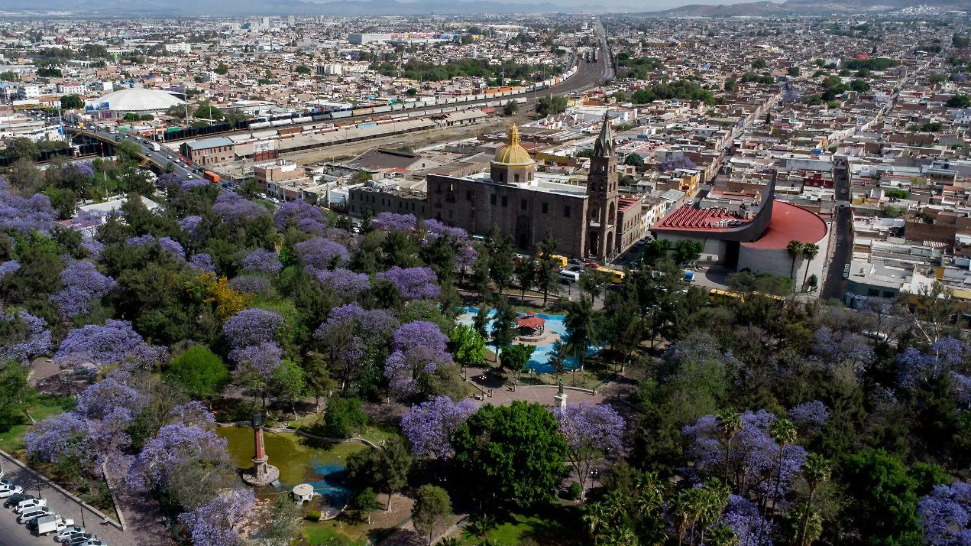 arboles de jacarandas  (1)